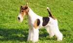 Cín foxterier (foto): přátelský pet a skutečný lovec